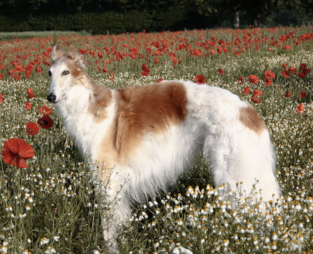 background-image-Animalerie Smets